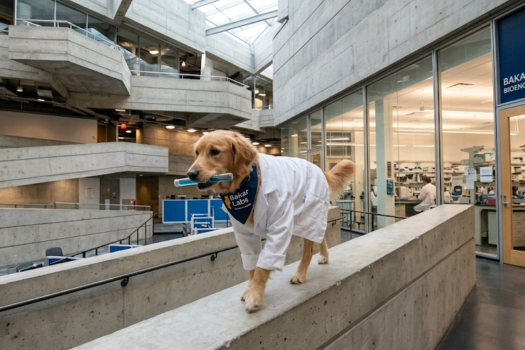 Yellow labrador wearing white lab coat carries test tube full of blue liquid